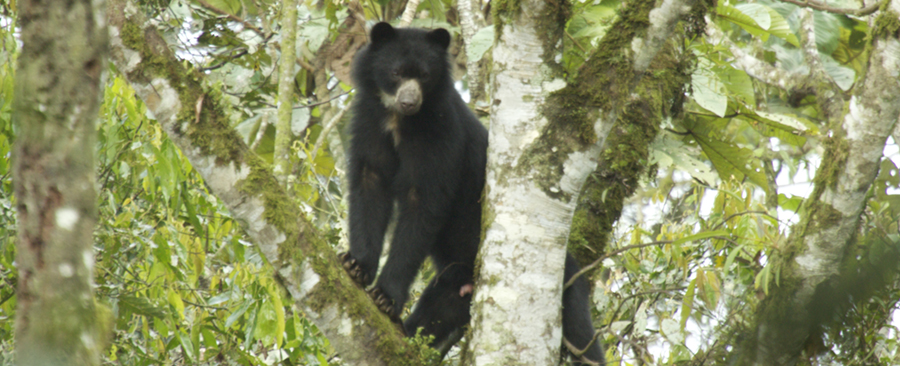El Chocó Andino, un paraíso para la práctica del ecoturismo en Quito
